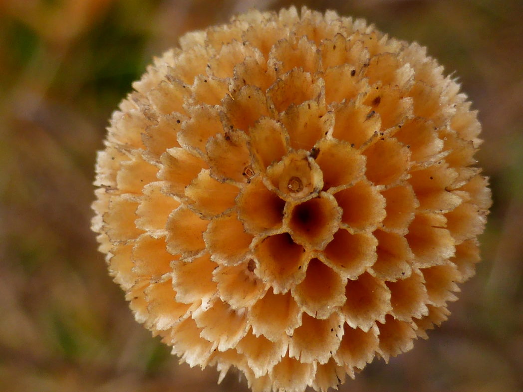 Honeycombhead mature seedhead