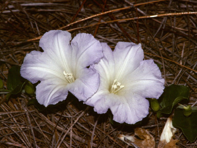 Florida bonamia