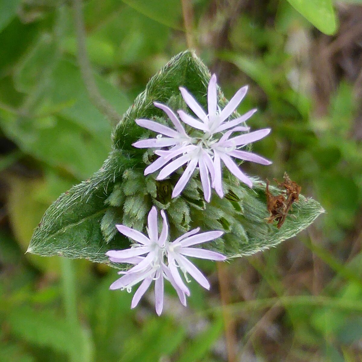 The small lavender flowers of Tall Elephantsfoot.