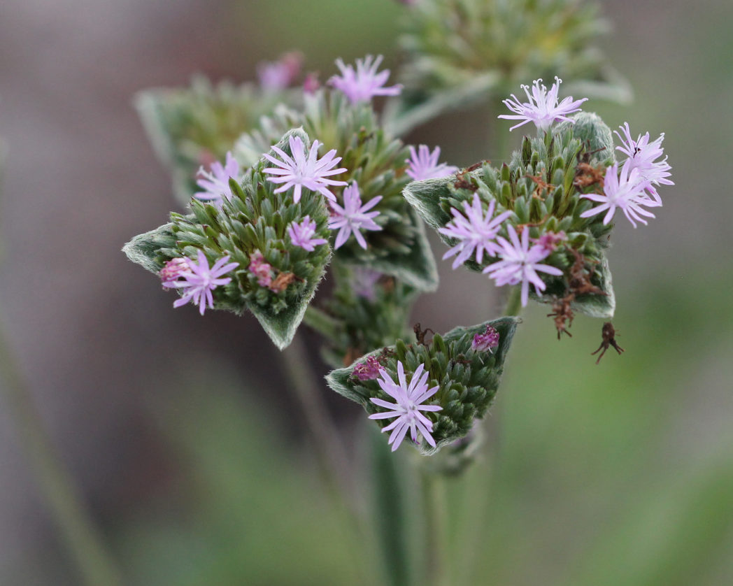 Tall elephant's foot flower