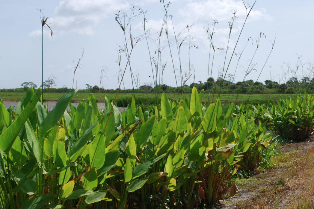 Alligatorflag on pond edge