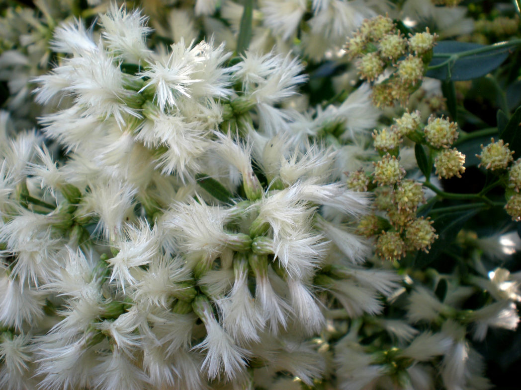 Saltbush, Baccharis halimifolia