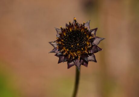Rayless sunflower in bloom.
