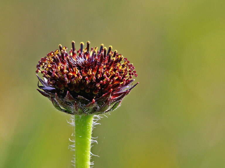 Rayless sunflower