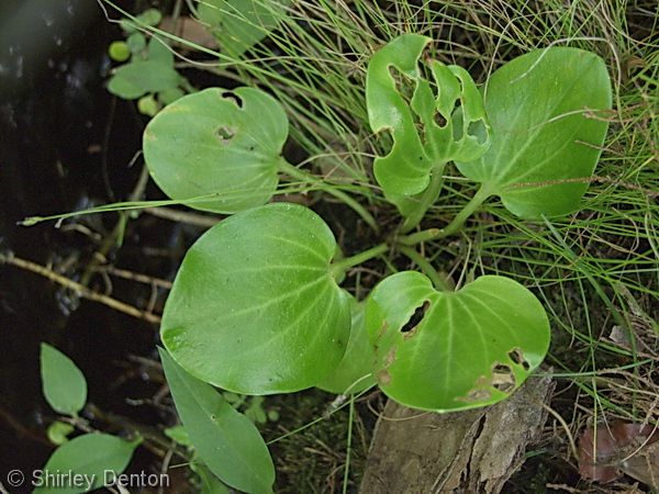 Basal leaves of Largeleaf grass-of-Parnassus