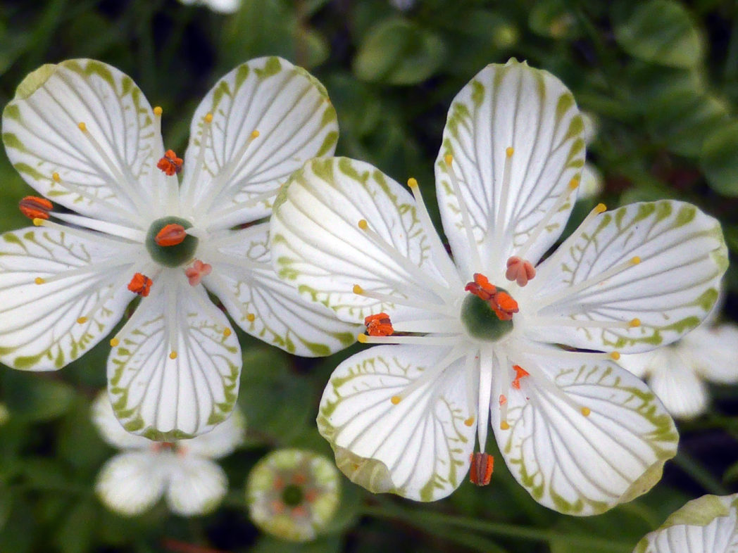 Largeleaf grass-of-Parnassus blooms