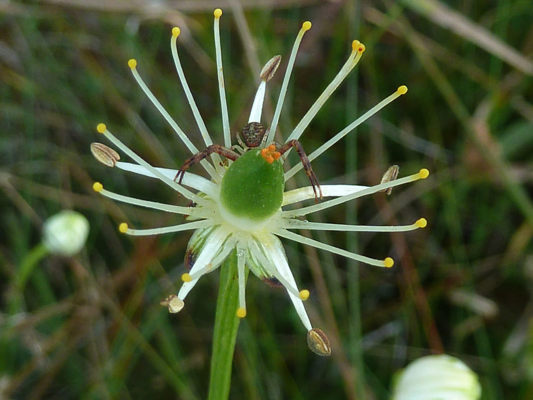 Largeleaf grass-of Parnassus showing elongated fertile and infertile stamens, pistil with orange pollen, petals fallen off