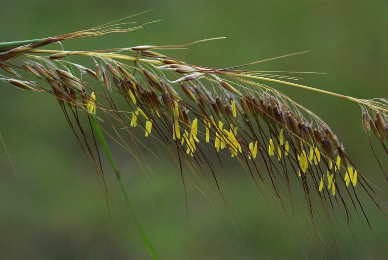 Lopsided indiangrass bloom