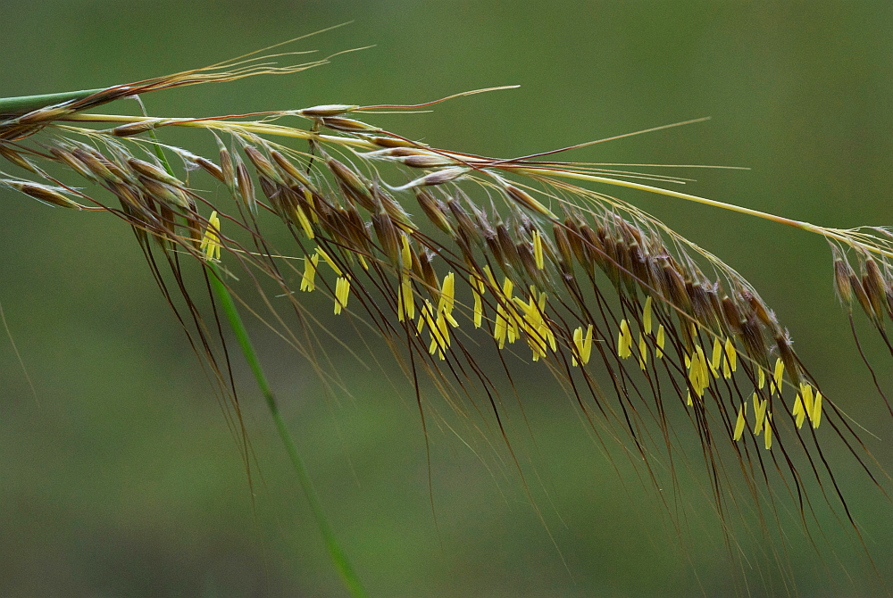 Lopsided indiangrass bloom
