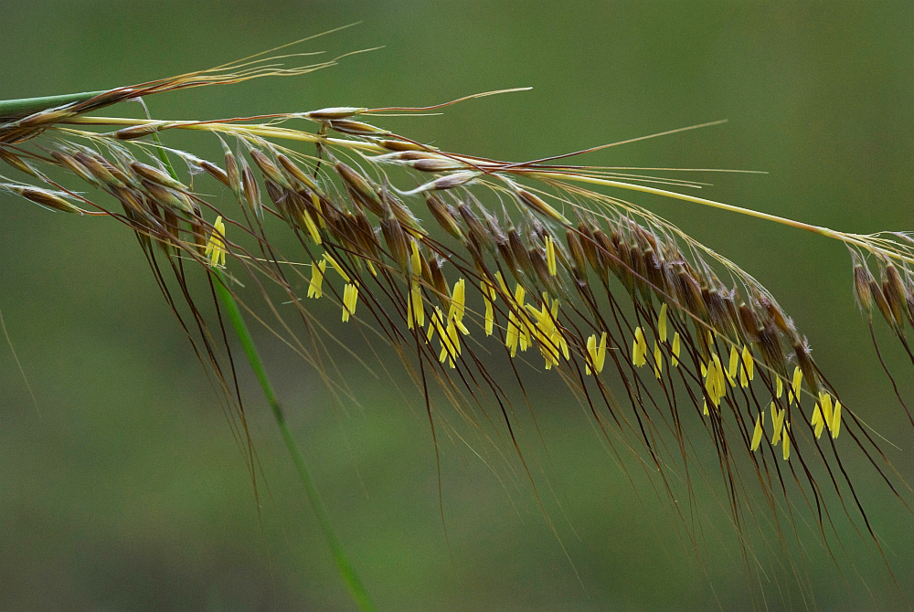 Lopsided indiangrass bloom