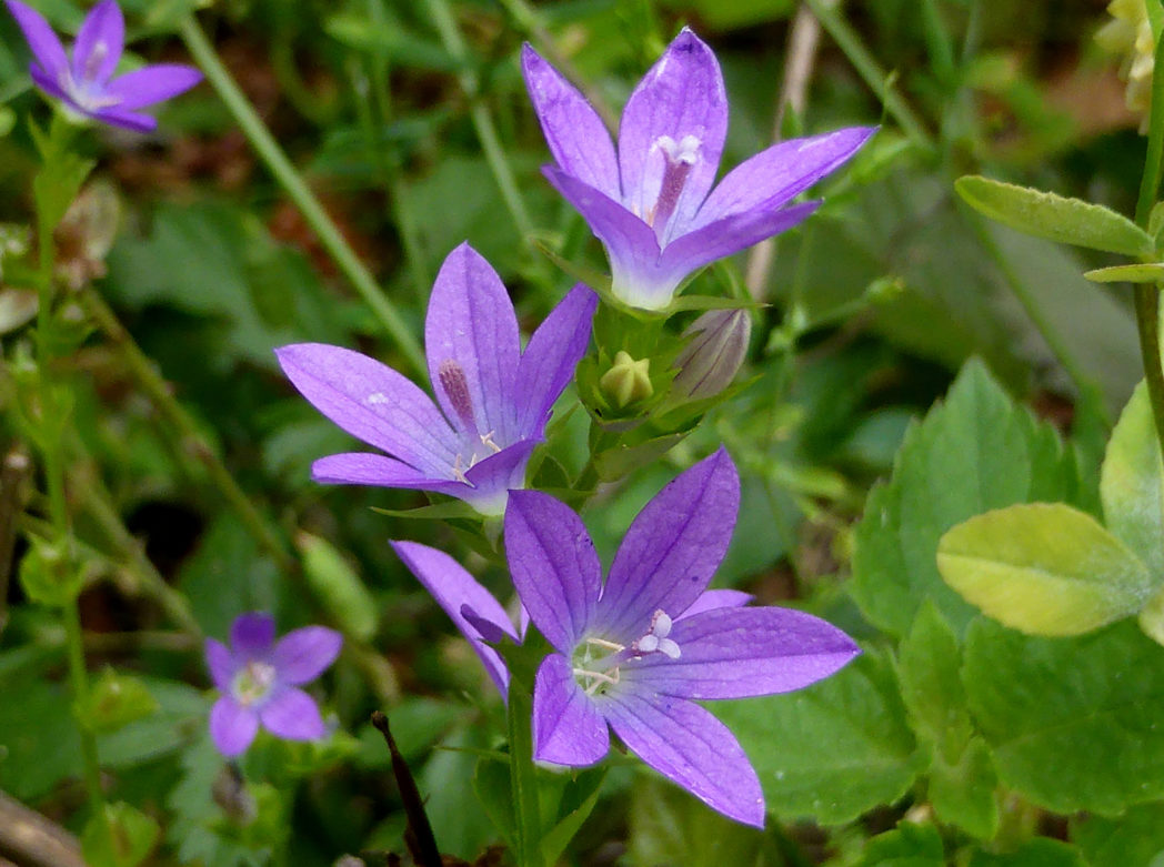 Clasping Venus' looking glass, Triodanis perfoliata