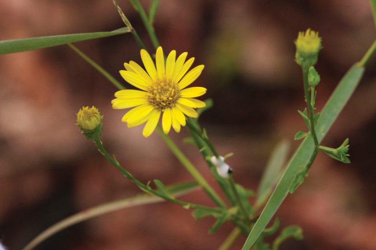 Coastalplain goldenaster