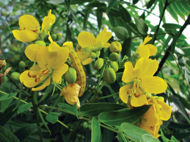 Privet senna