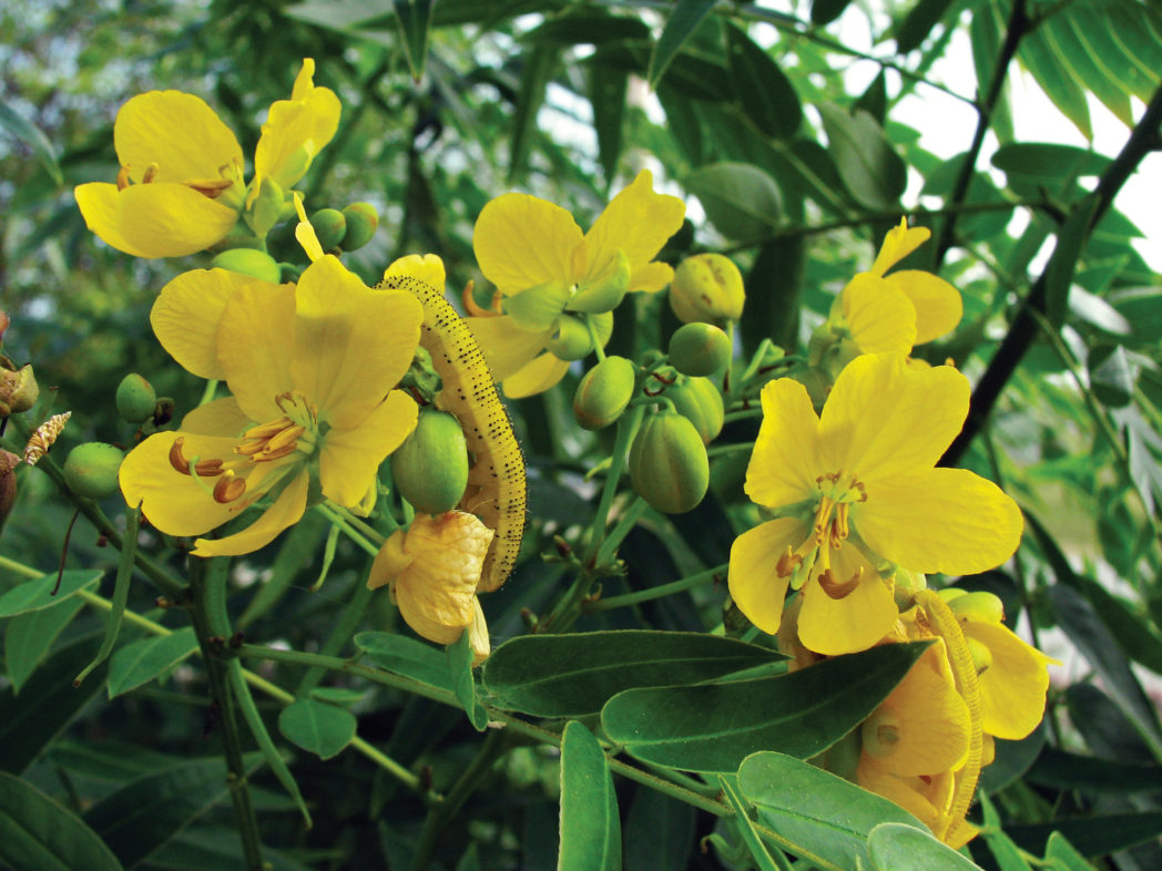 Cloudless sulphur caterpillar on privet senna