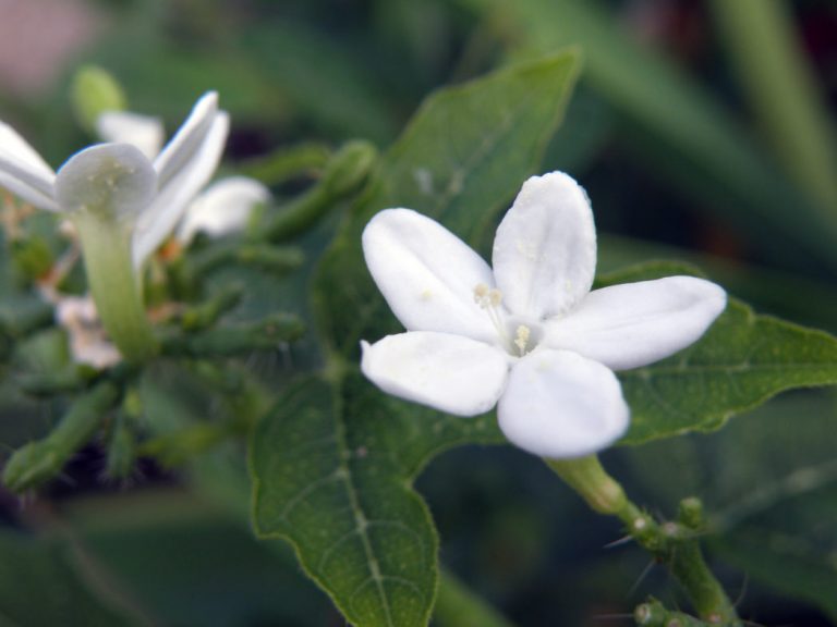 Tread-softly flower
