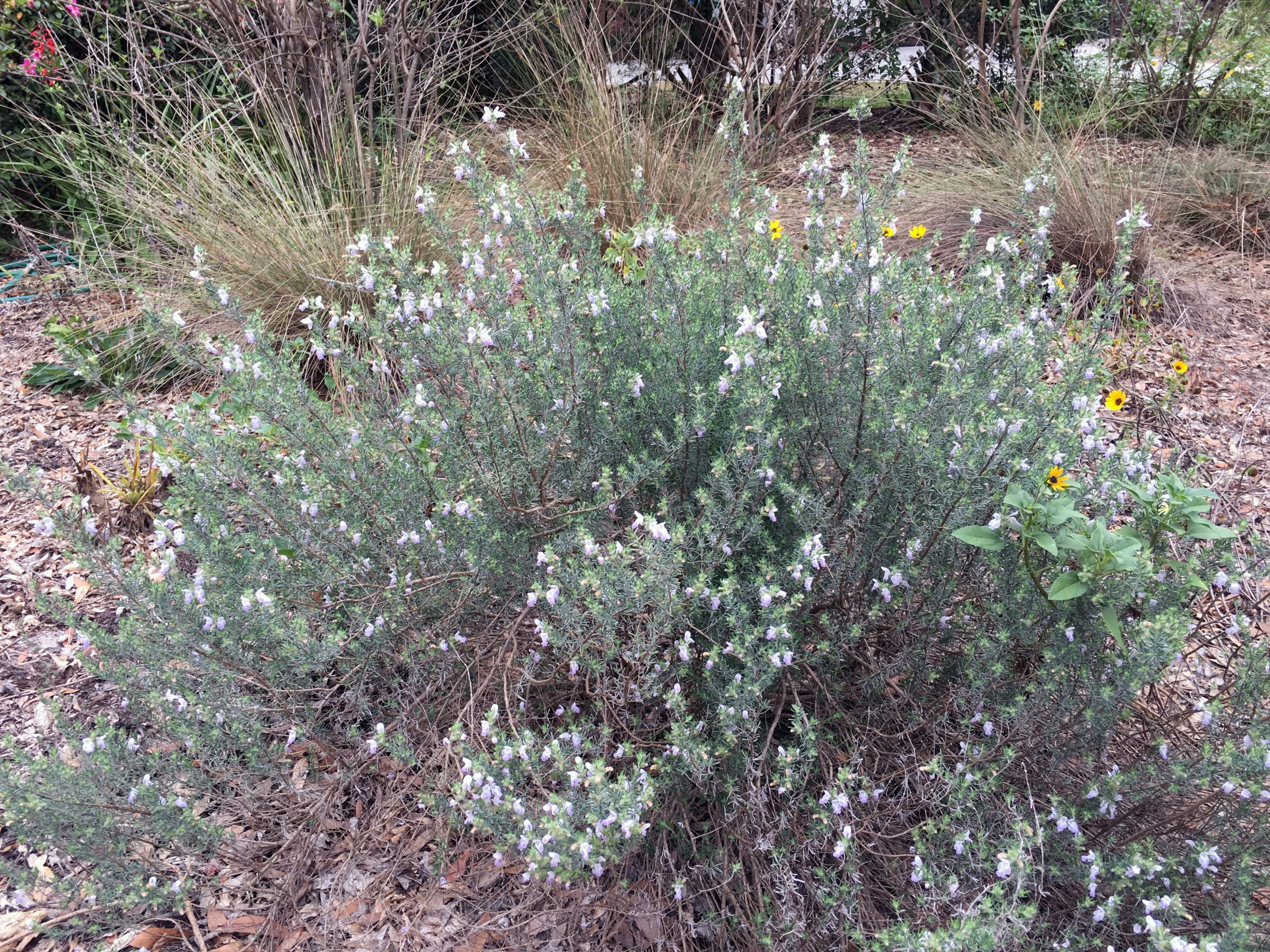 False rosemary bush