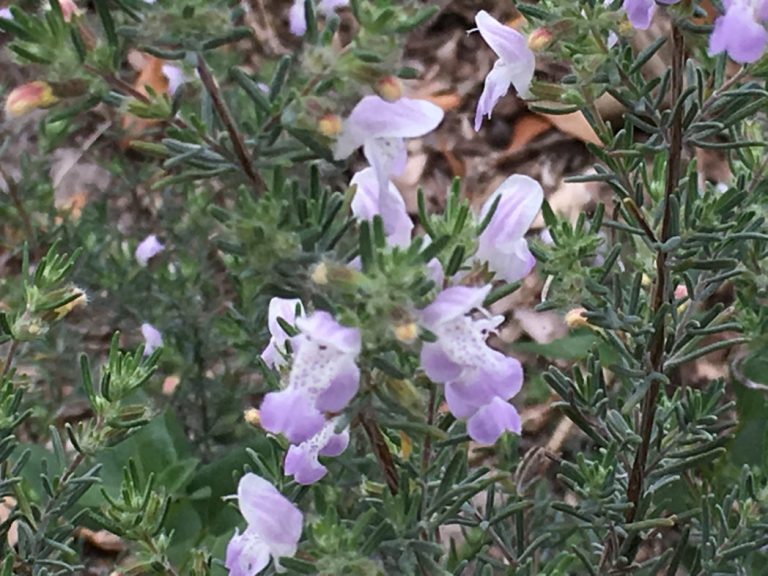 False rosemary