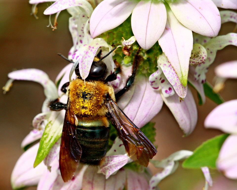 Eastern carpenter bee on Spotted beebalm flower