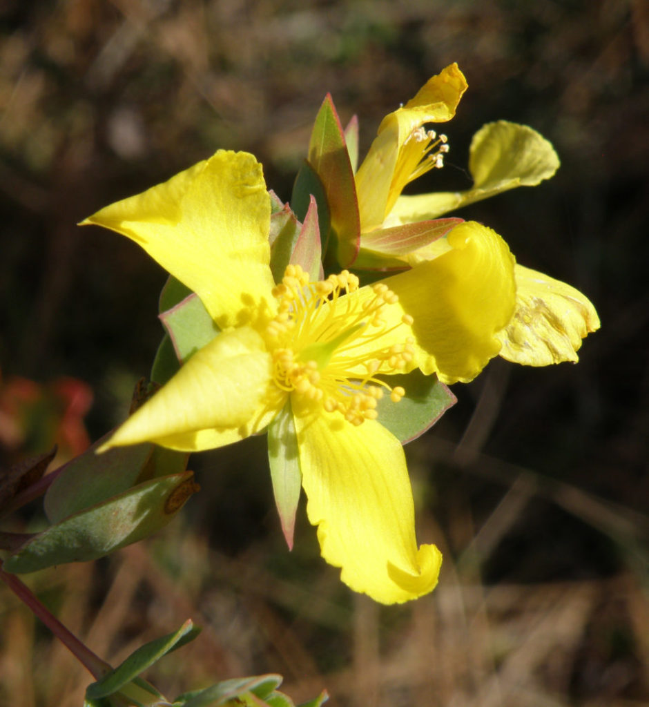 Four-petal St. John's wort flower