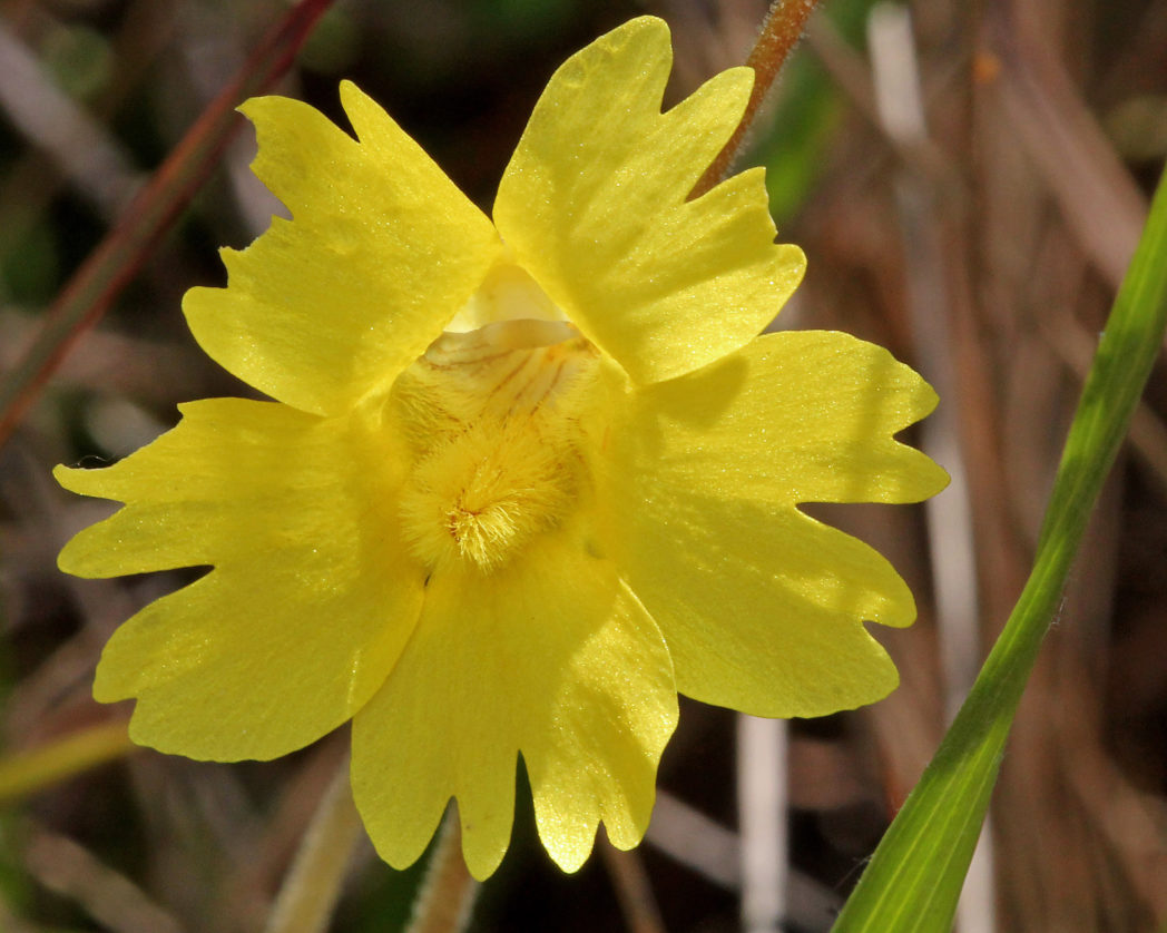 Yellow butterwort, Pinguicula lutea