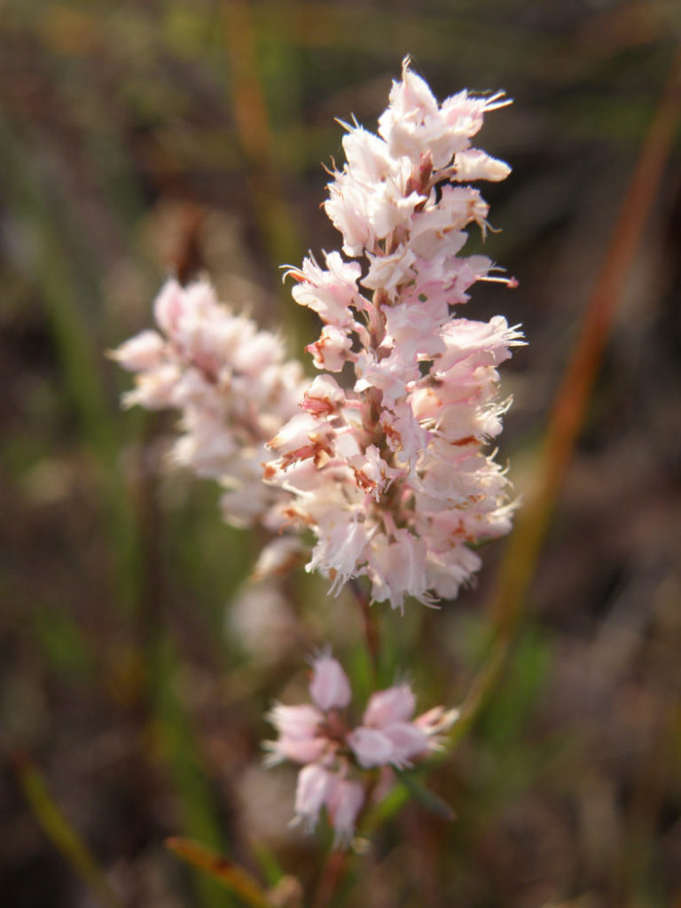 Sandhill wireweed flower