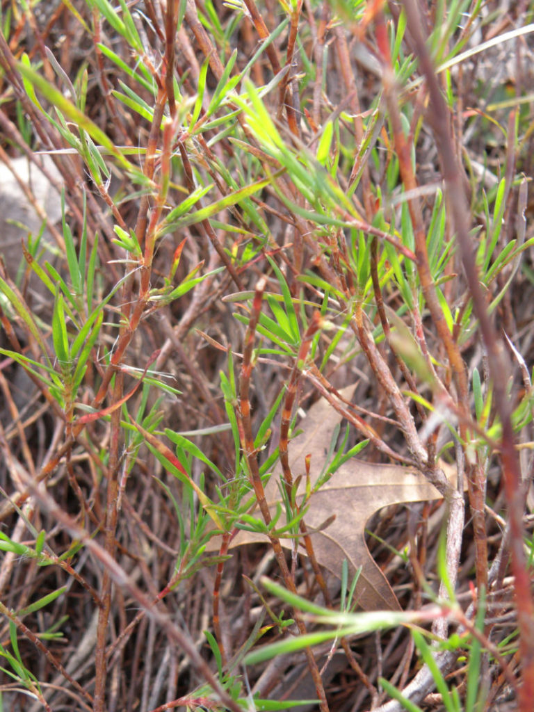 sandhill wireweed's needle-like leaves