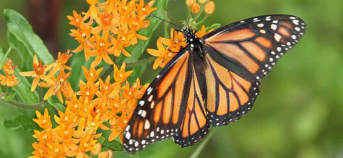 Monarch on Butterflyweed flower
