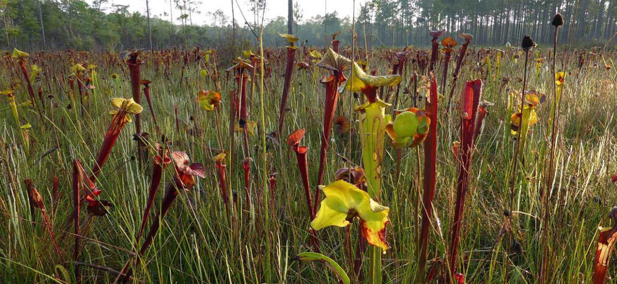Field of Yellow pitcherplants