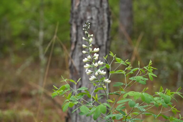 Wild white indigo flowering in a pine flatwood.
