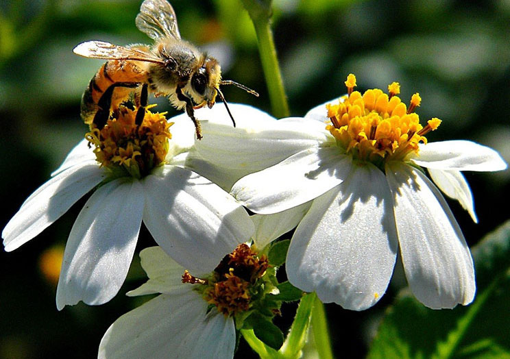 Bee on Spanish needles flower