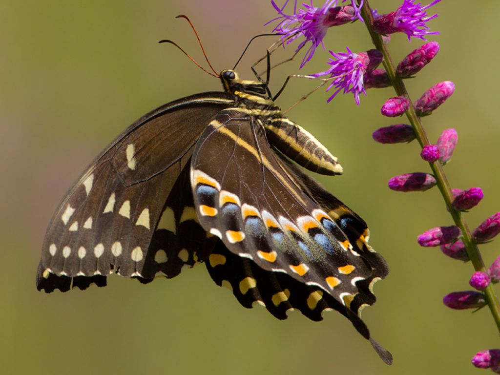 Swallowtail butterfly on Liatris spicata flower