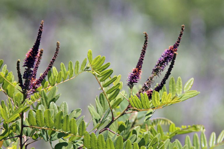 False indigo, Amorpha fruticosa