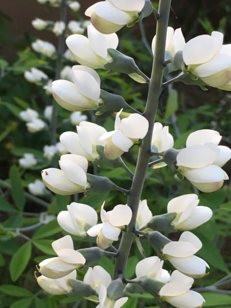 White wild indigo flowers