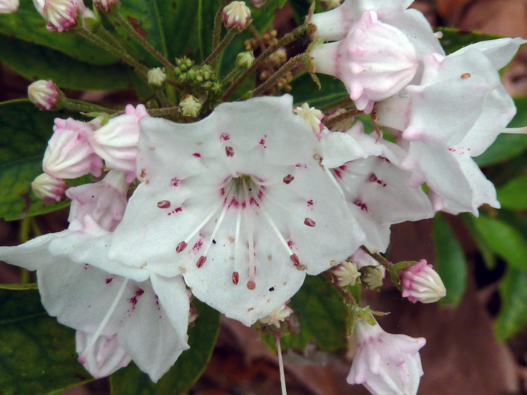 Mountain laurel, Kalmia latifolia