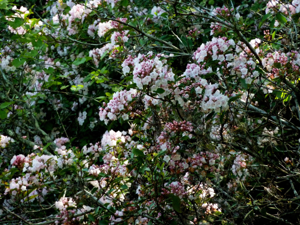 Mountain laurel, Kalmia latifolia