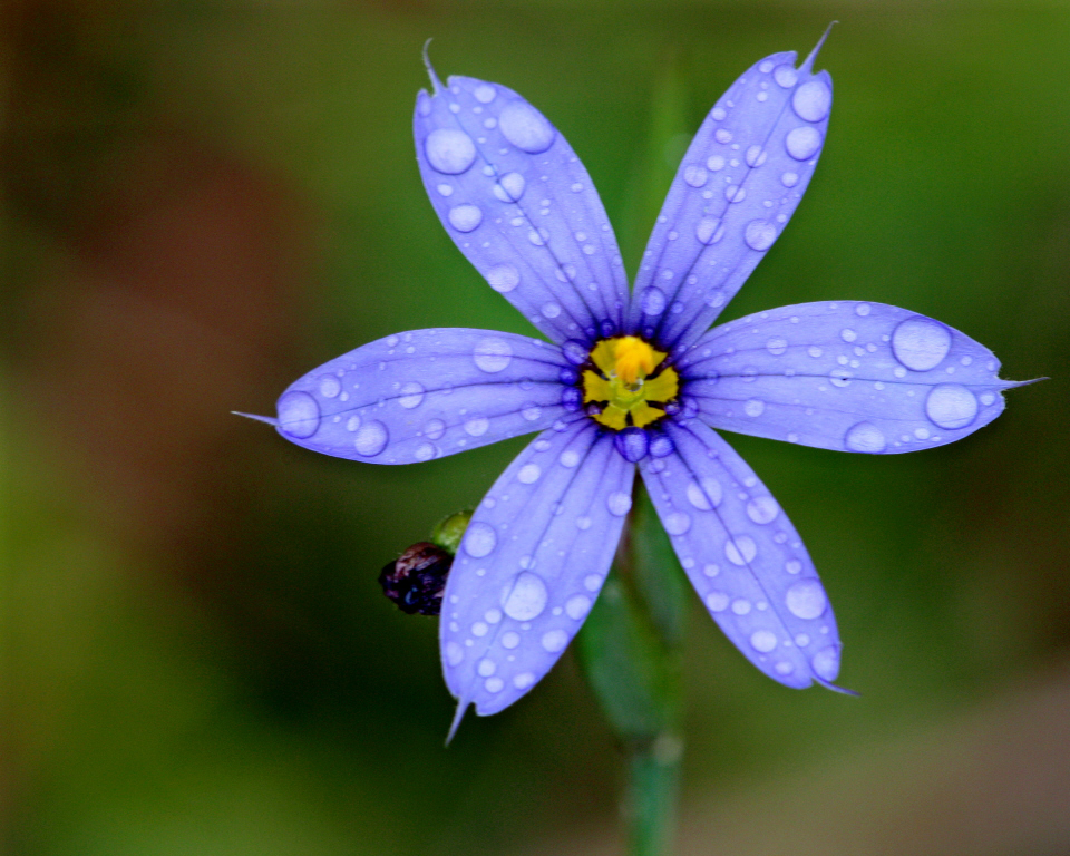 Blue-eyed grass bloom