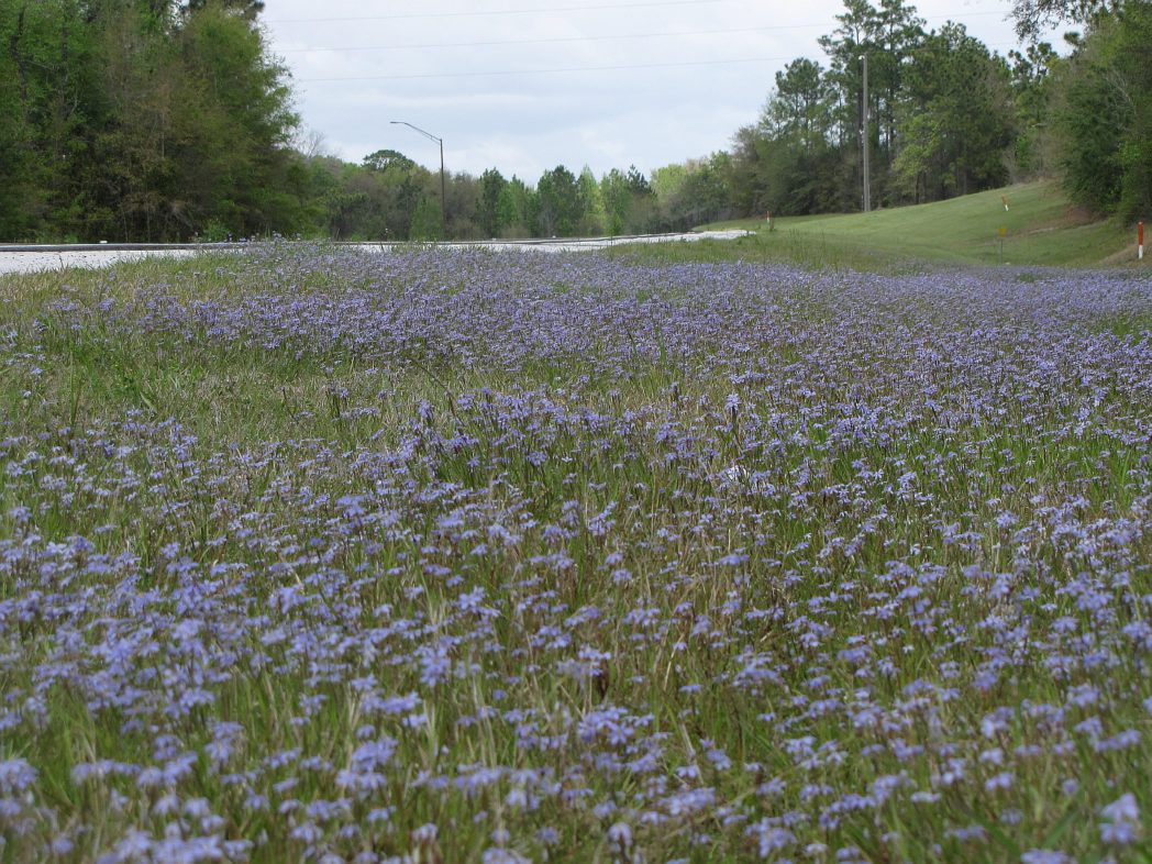 Field of Blue-eyed grass in bloom along roadside