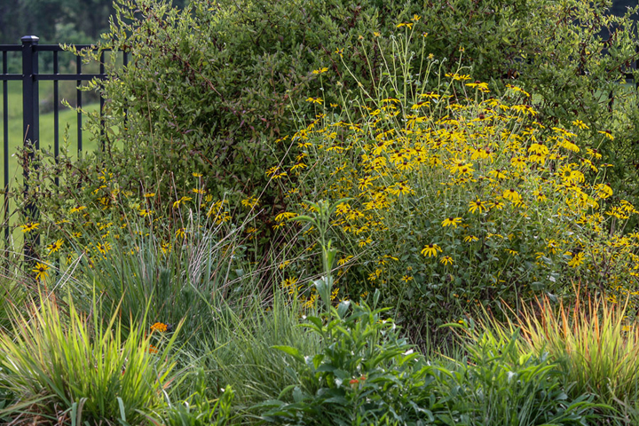 Wildflower garden in bloom