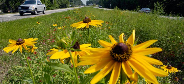 Black-eyed Susans, blanketflower, and other wildflowers in a roadway median
