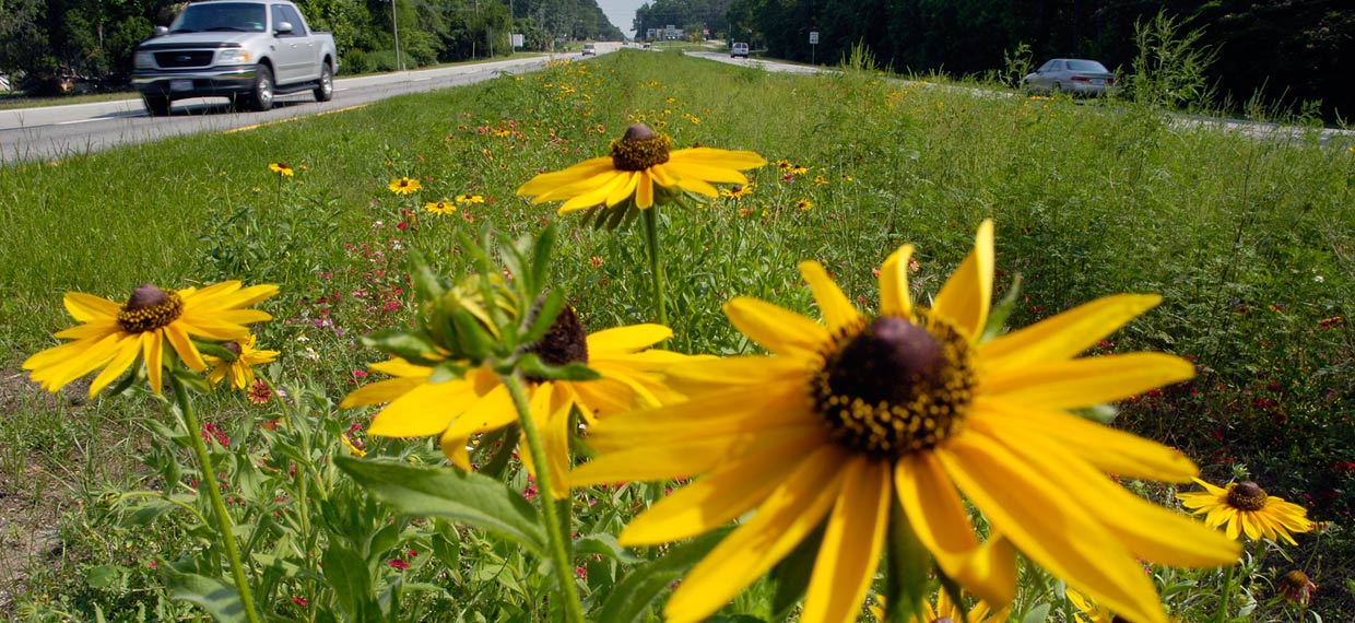 Black-eyed Susans, blanketflower, and other wildflowers in a roadway median