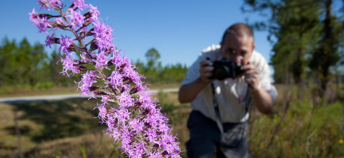 Jeff Norcini photographs a Blazing star flower