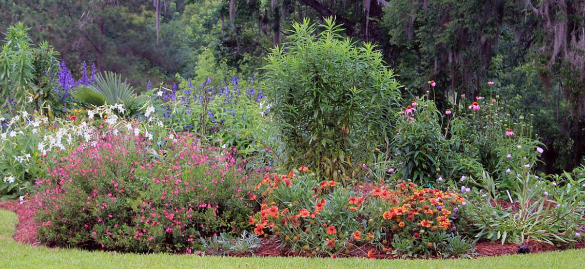 Florida's Native Wildflowers Florida Wildflower Foundation