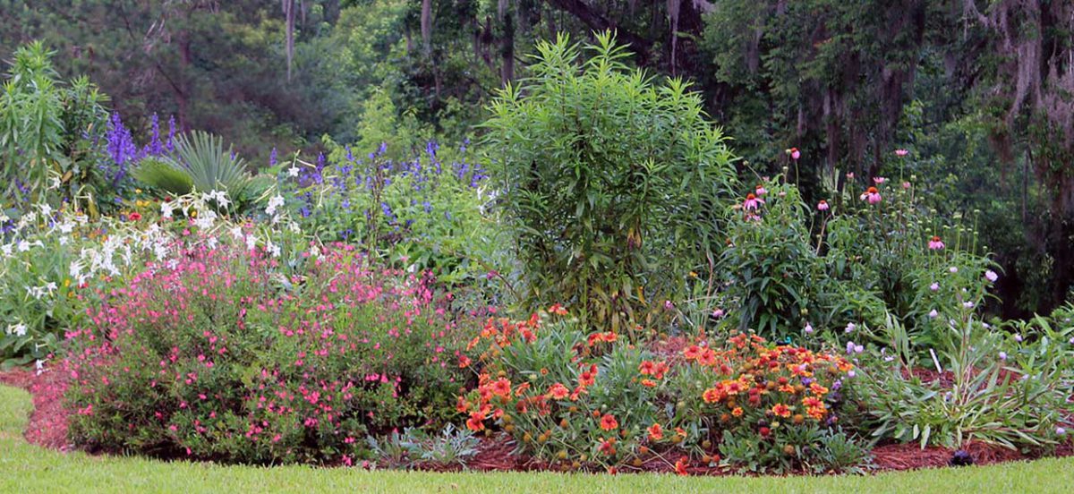 Florida's Native Wildflowers  Florida Wildflower Foundation