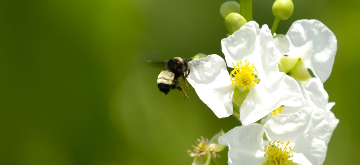 Bee approaching Sagittaria flower