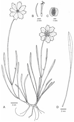 Coreopsis bakeri. A. Habit. B. Pale, Disk flower. C. Cypsela (achene). D. Leaf. Illustration from Phytotaxa, used with permission.