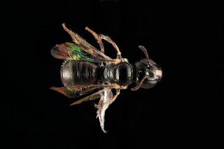 Ceratina cockerelli bee
