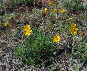 Coreopsis bakeri in native habitat