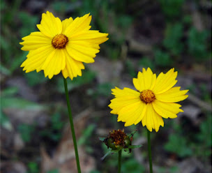 Coreopsis bakeri flowers