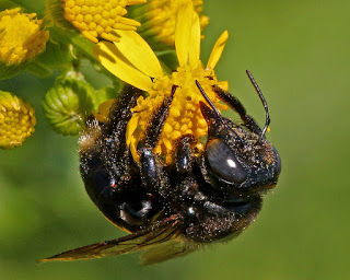 Xylocopa micans bee on Butterweed flower