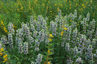 Dotted horsemint flowers